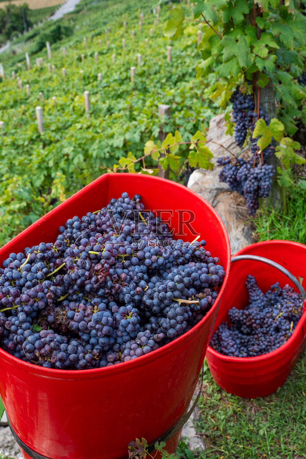 新鲜收获的葡萄在葡萄园在欧洲-酿酒照片摄影图片
