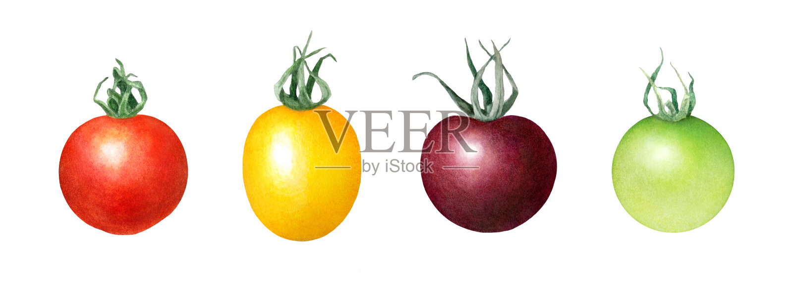新鲜西红柿的水彩插图。白色背景上的五颜六色的蔬菜。红色，黄色，紫色和绿色的迷你番茄。手绘插图。插画图片素材