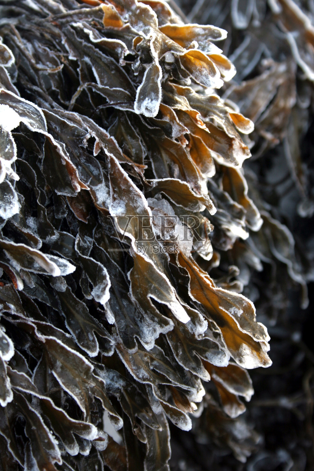 冰冻的海藻照片摄影图片