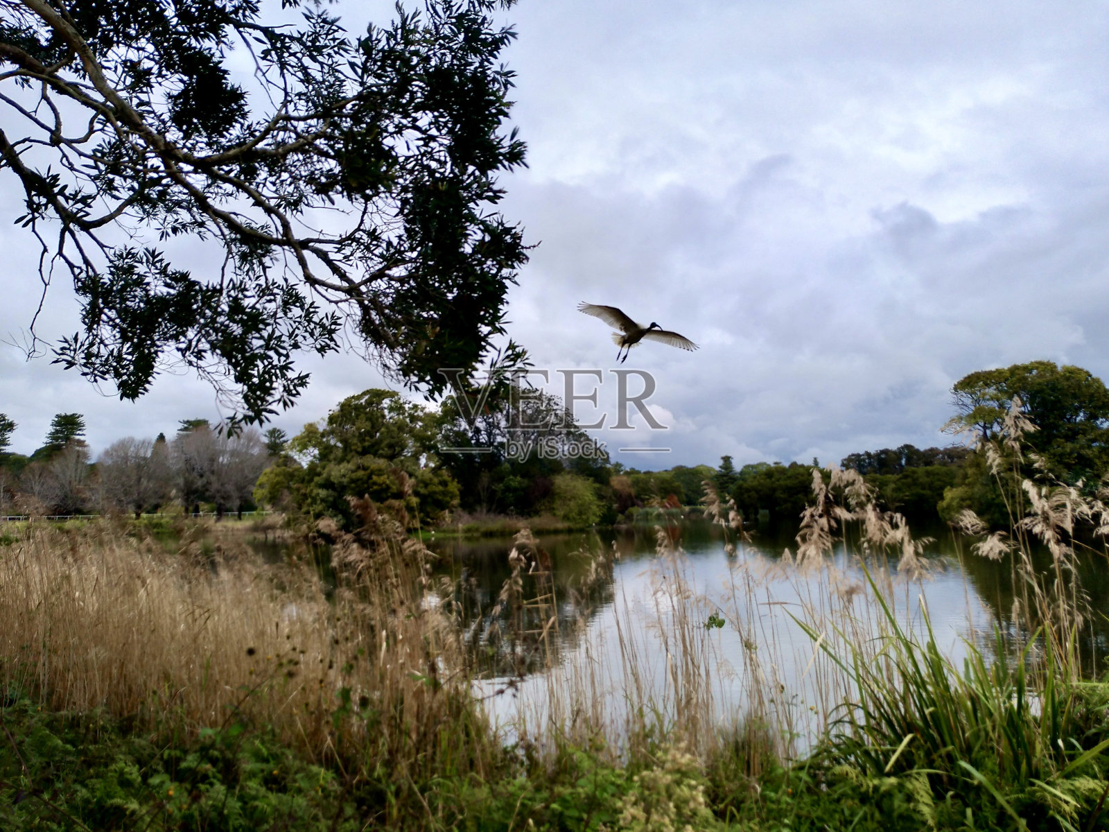 悉尼公园照片摄影图片