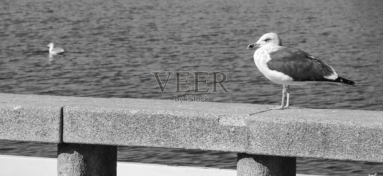 海鸥栖息在费拉古多镇的石墙上照片摄影图片