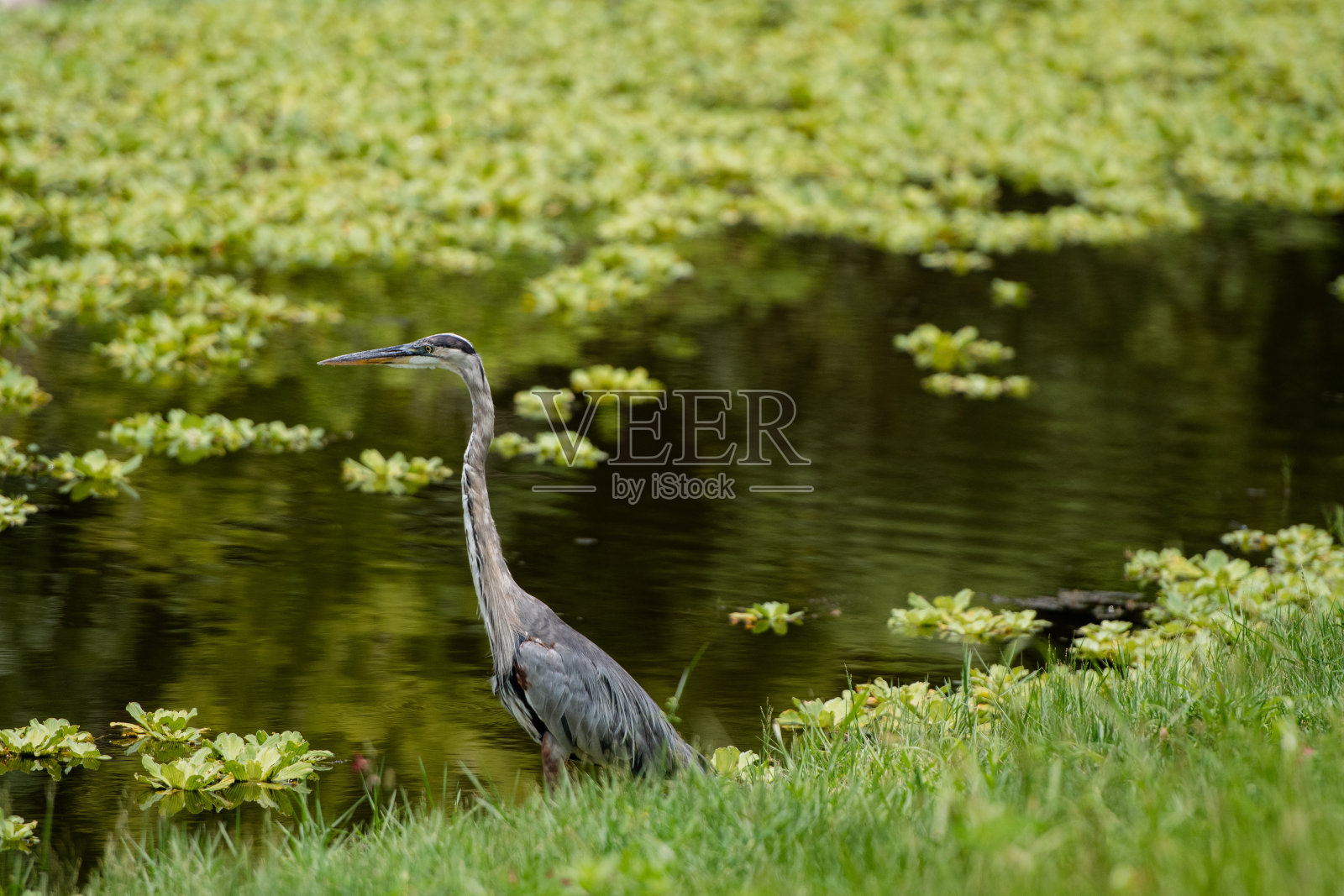 湖前的大蓝鹭照片摄影图片