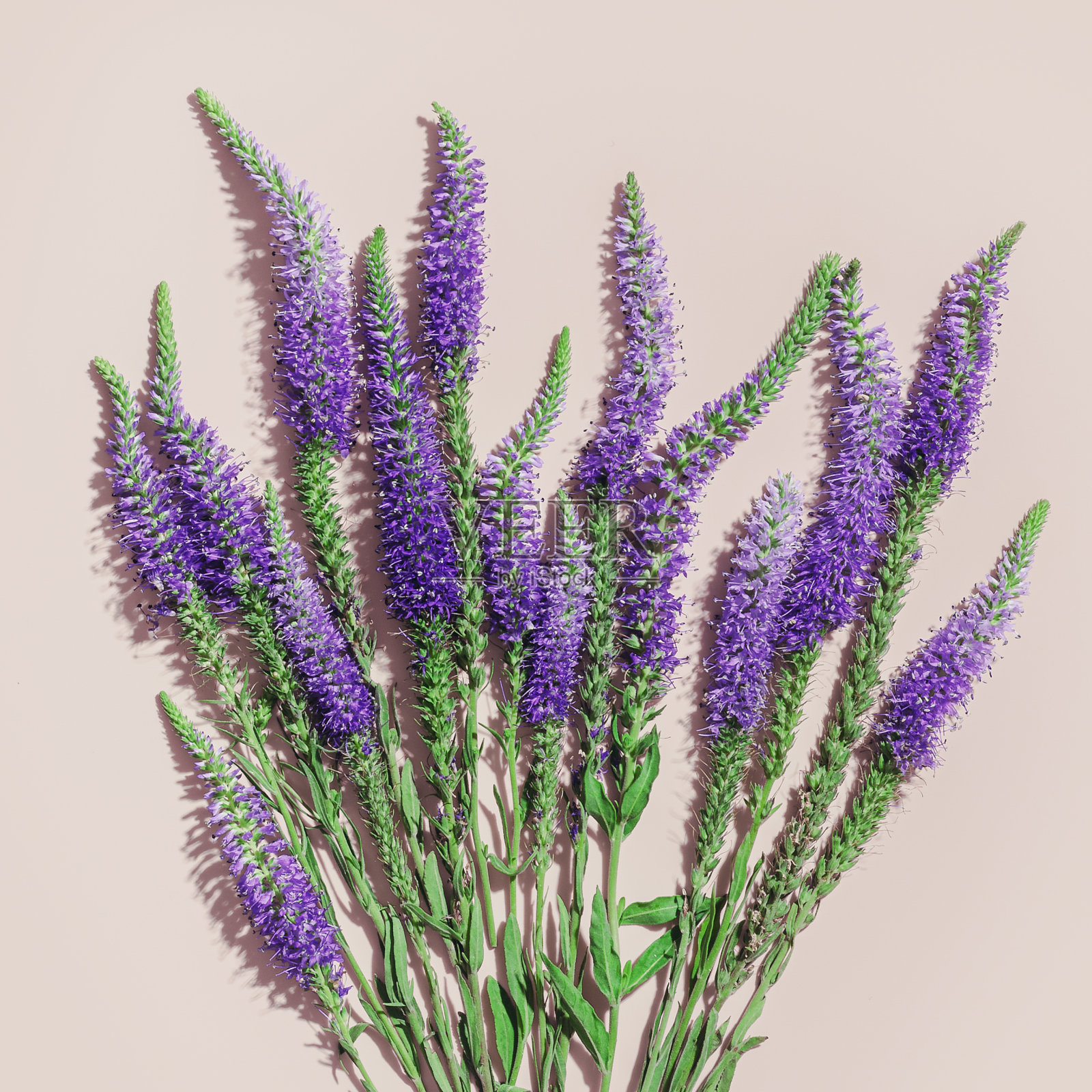 顶视图的自然野花在淡粉色，开花的花朵背景，近距离细节，最小的趋势照片模式。精致的草甸花，夏日花的概念，框架与复制空间照片摄影图片