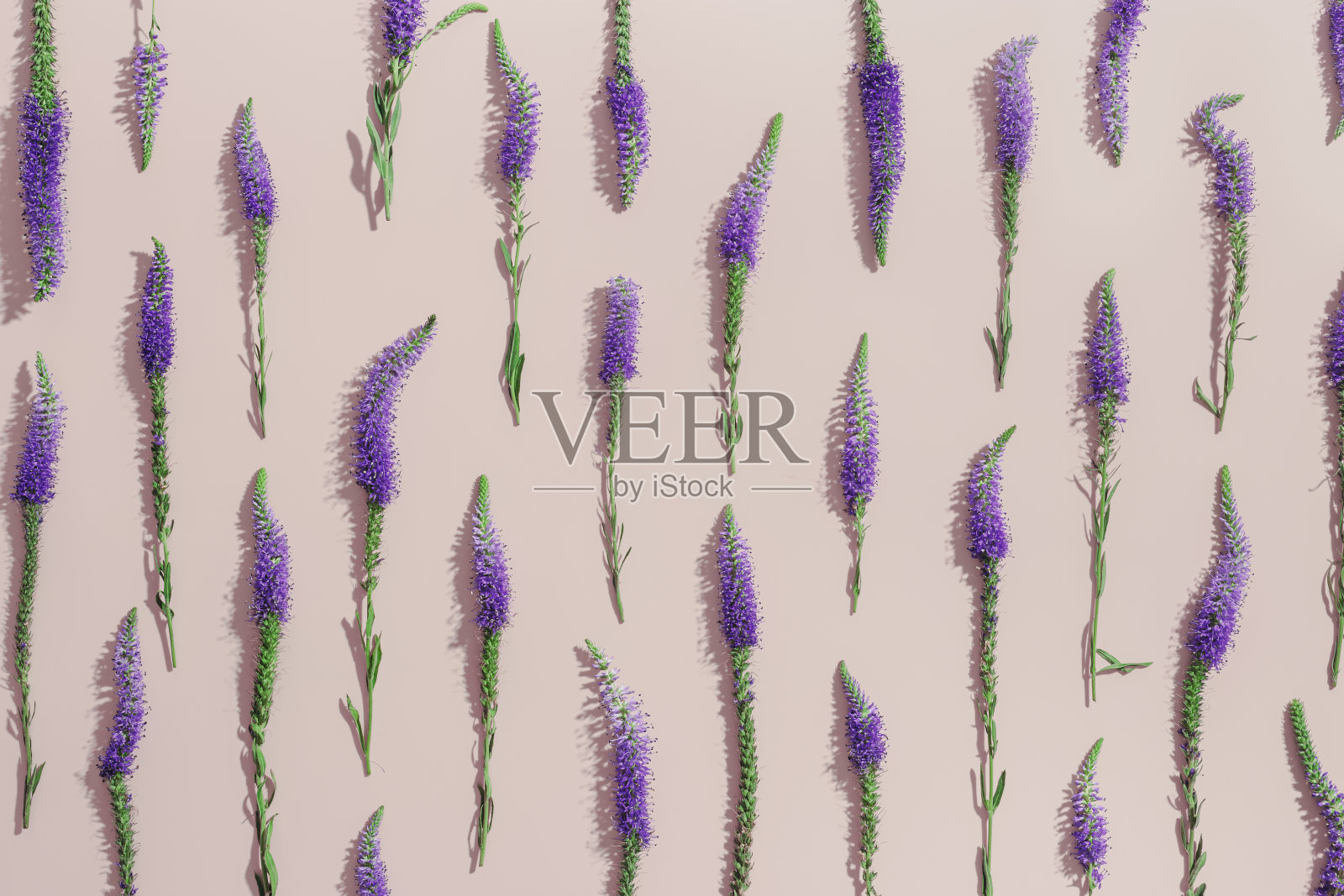 顶视图的自然野花在淡粉色，开花的花朵背景，近距离细节，最小的非无缝图案，几何设计。温和的草甸花，夏日花的概念照片摄影图片