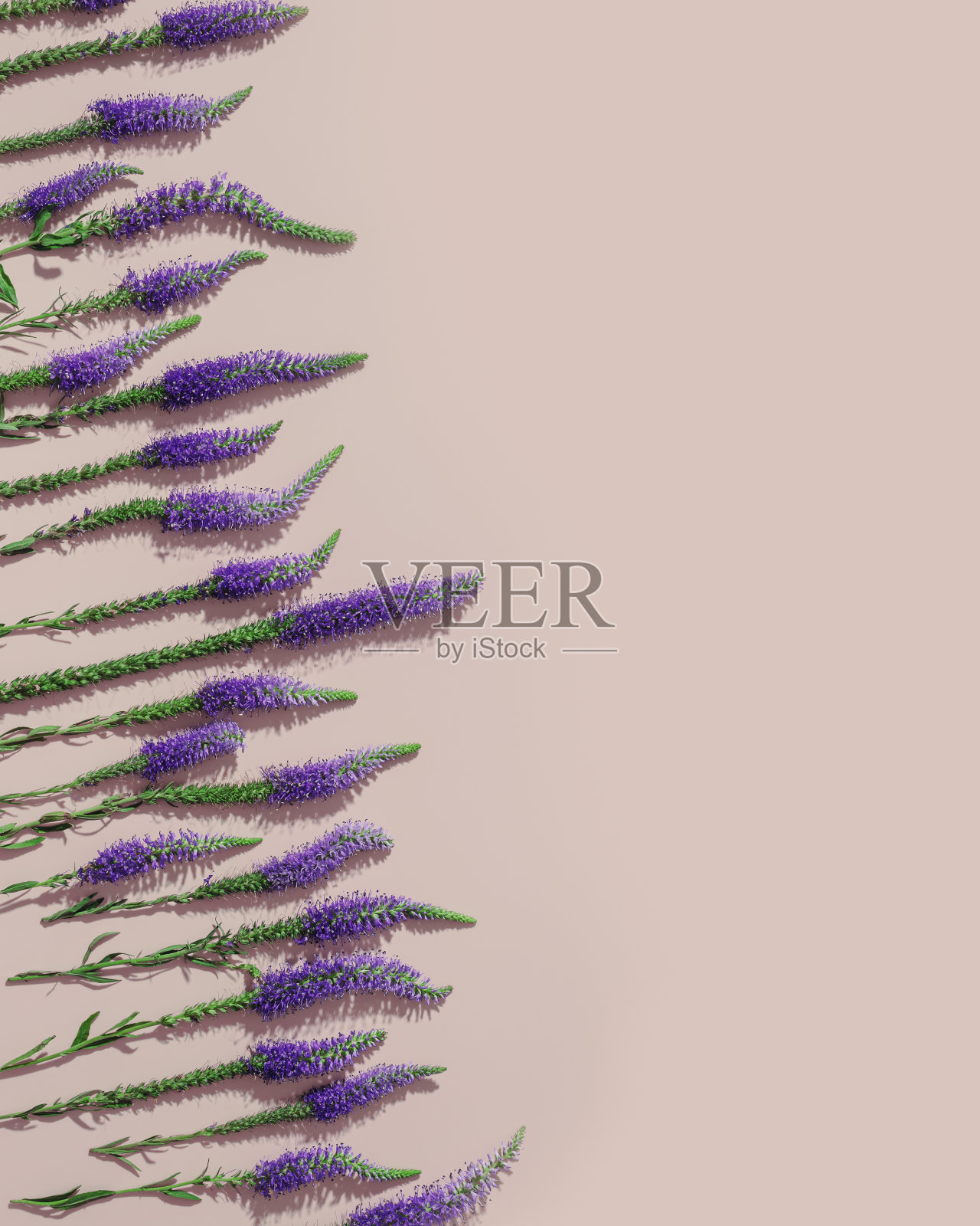 紫色紫罗兰花的野花最小的图案长叶罗妮卡与绿色的叶子在柔和的粉红色背景，最小的美学花平铺照片。美丽的自然静物照片摄影图片