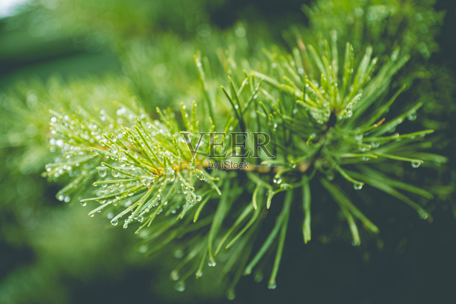 有雨滴的针叶树的树枝照片摄影图片