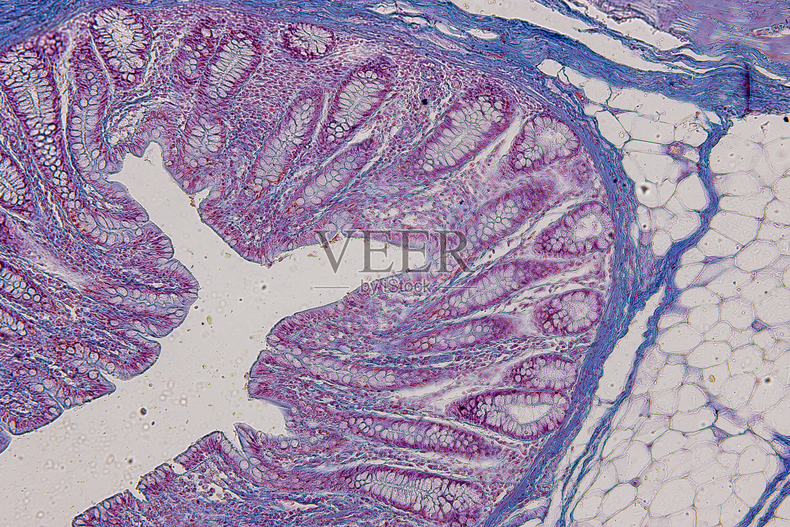 显微镜下小鼠、兔、猫、牛的病理组织。照片摄影图片
