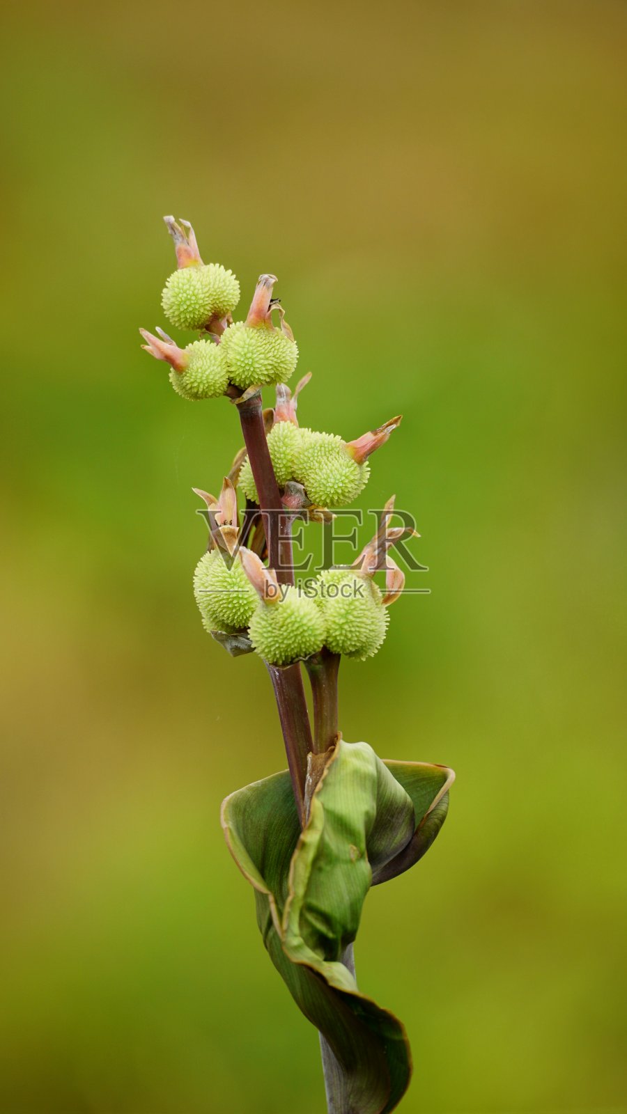 美人蕉花特写照片摄影图片