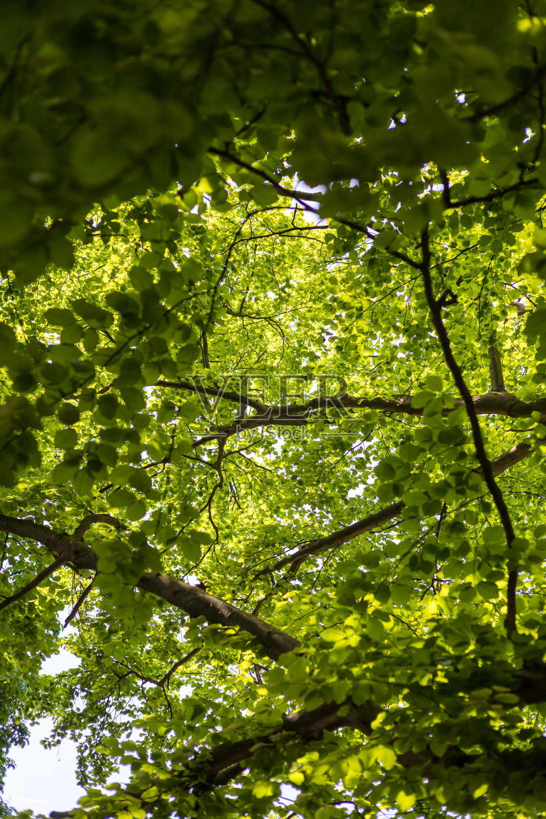 透过绿叶的阳光照片摄影图片