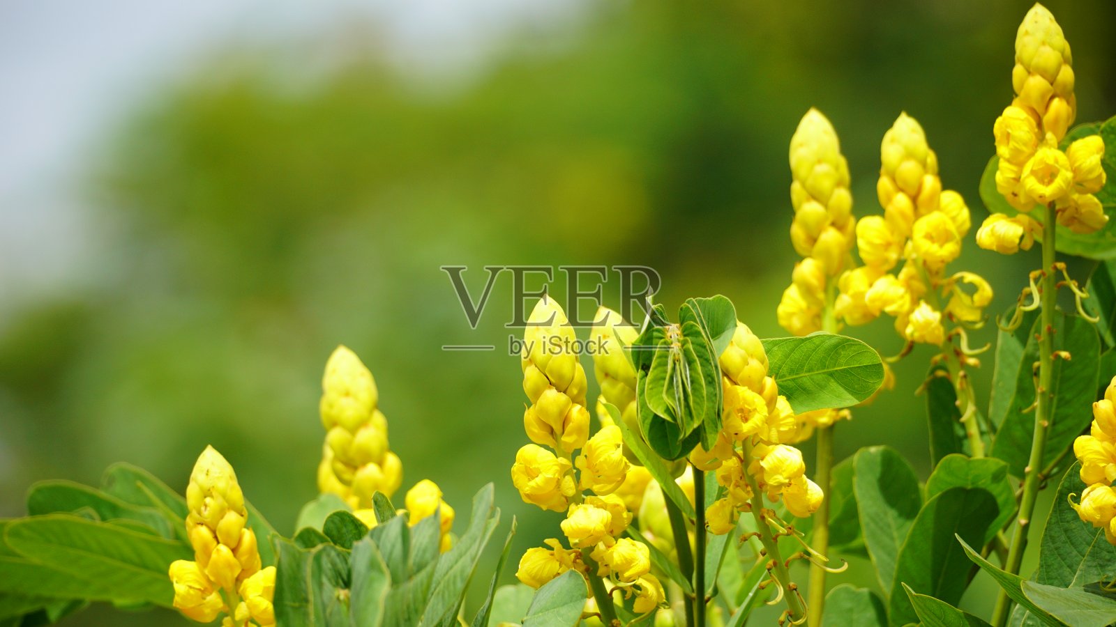 黄色番泻花盛开的特写照片摄影图片