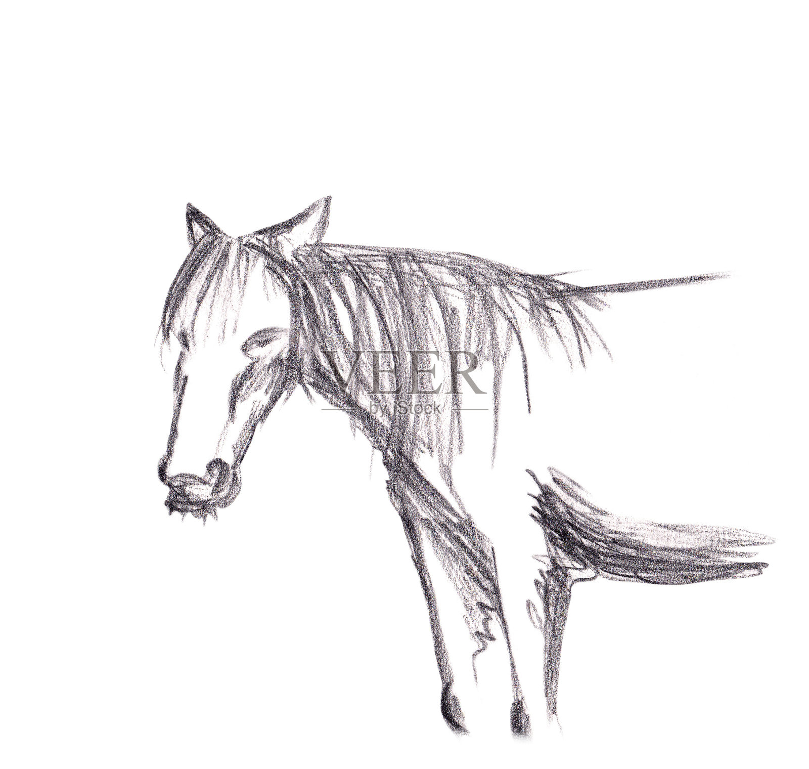 在白底上用铅笔画的马插画图片素材
