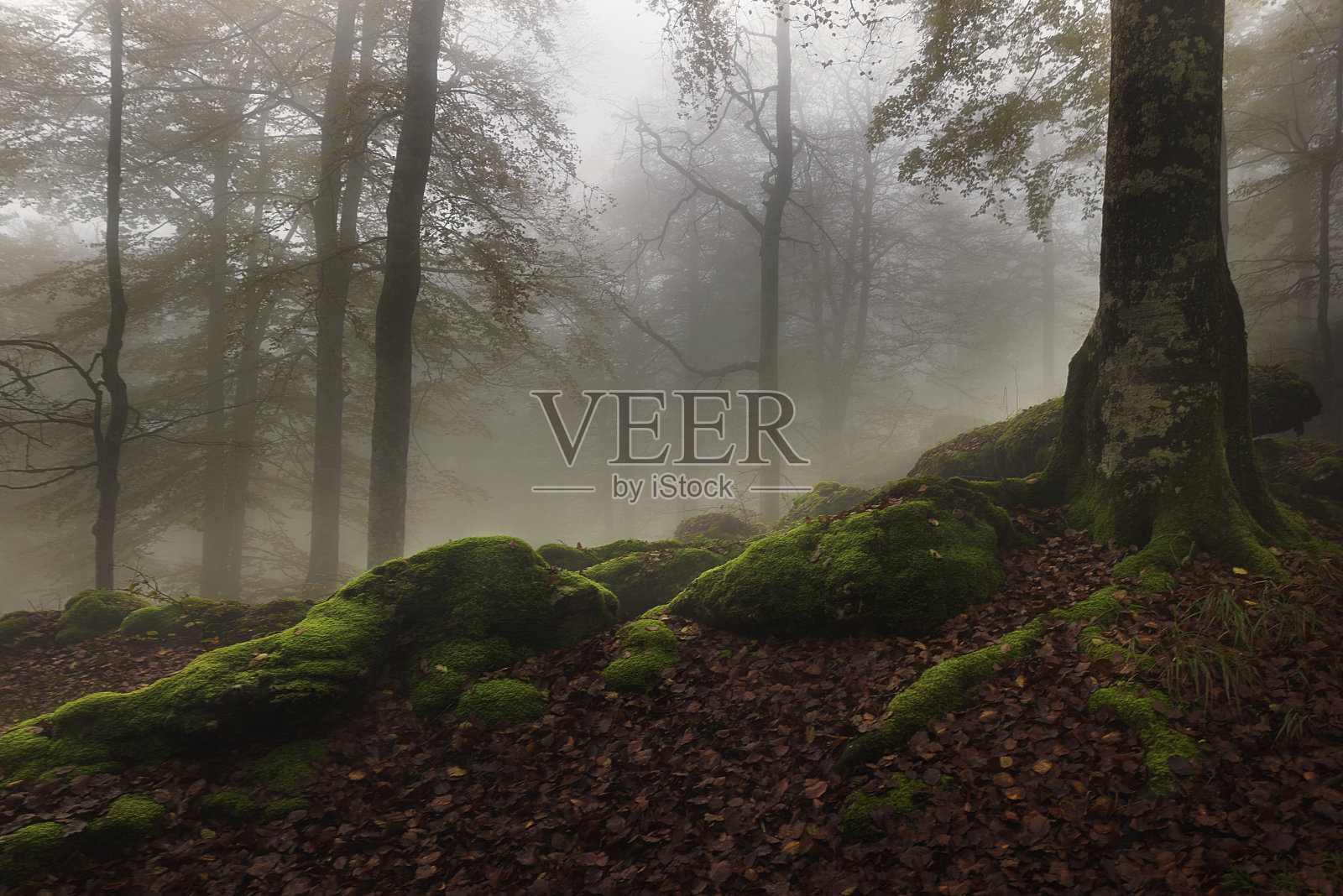 城市自然公园照片摄影图片