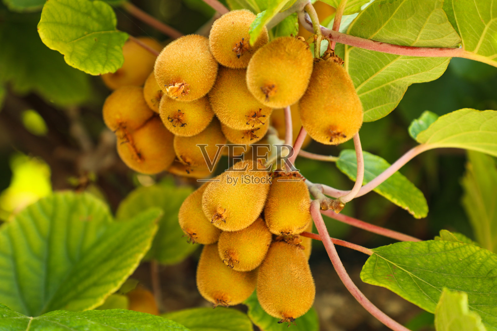 奇异果挂在树枝上照片摄影图片