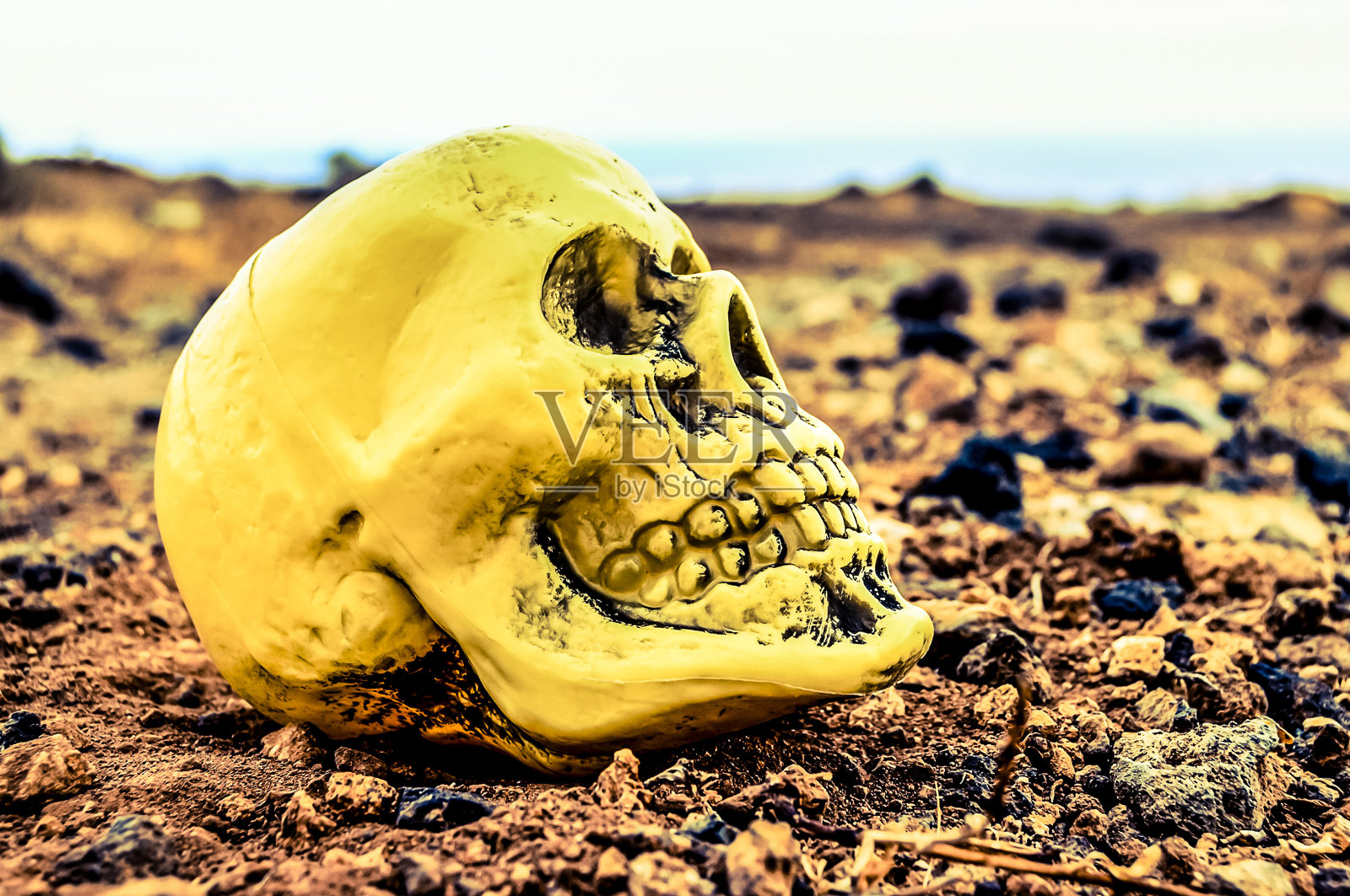 一个黄色的头骨躺在沙漠的地上照片摄影图片