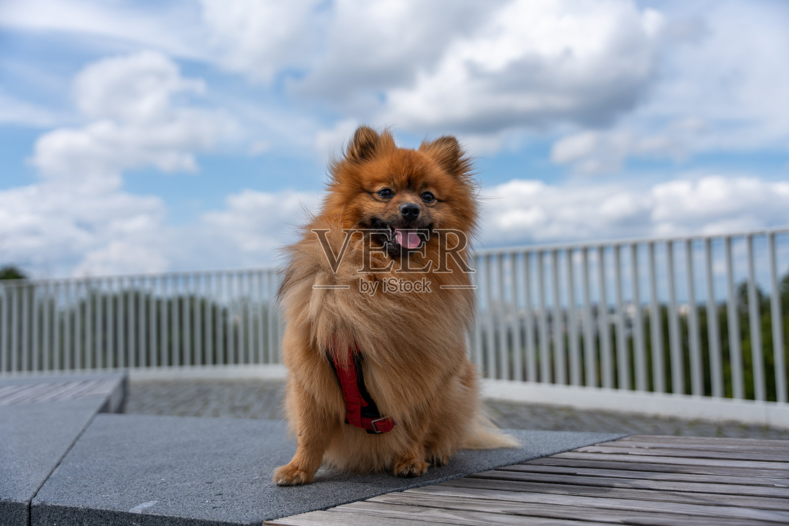 一只戴着红项圈的小狗坐在窗台上照片摄影图片