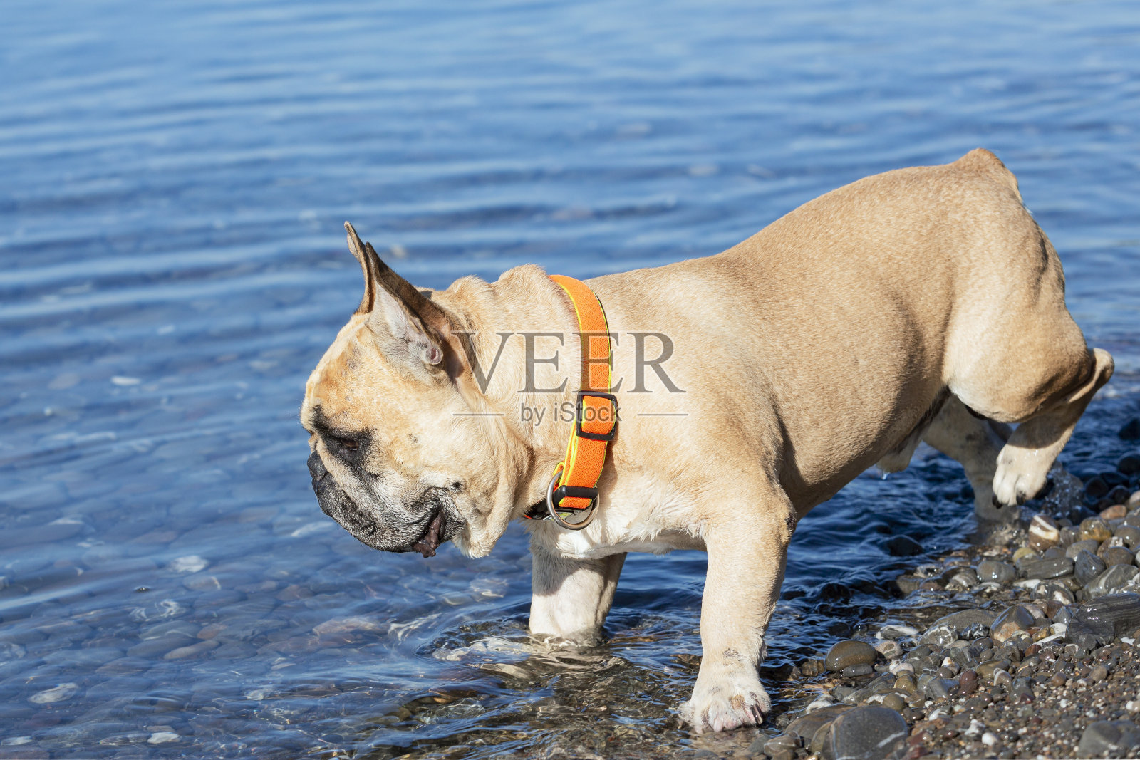 一只法国斗牛犬沿着海边散步。照片摄影图片