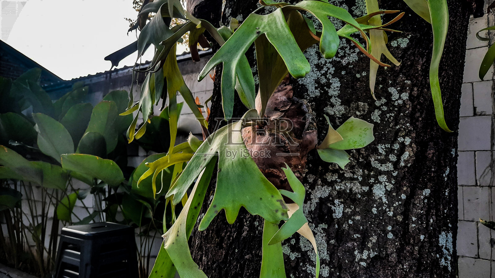 绿色植物的织锦茁壮成长，展示了植物和树皮之间复杂的舞蹈照片摄影图片