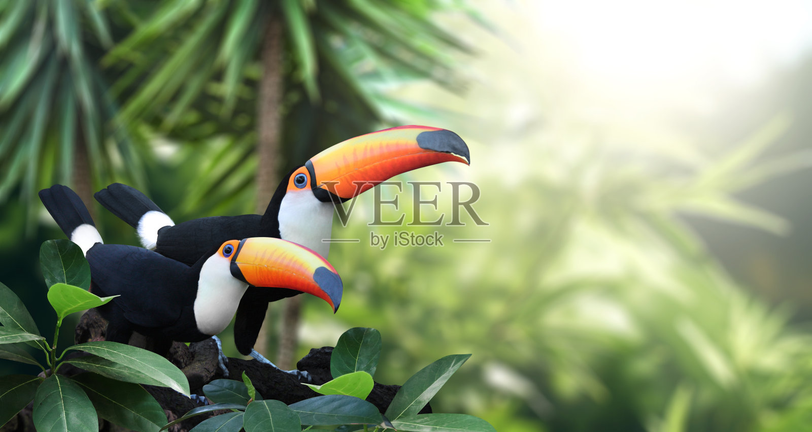 在热带雨林的一根树枝上，有两条美丽的彩色巨嘴鸟(巨嘴鸟科)的水平横幅。一对巨嘴鸟和热带植物的叶子在阳光明媚的背景照片摄影图片