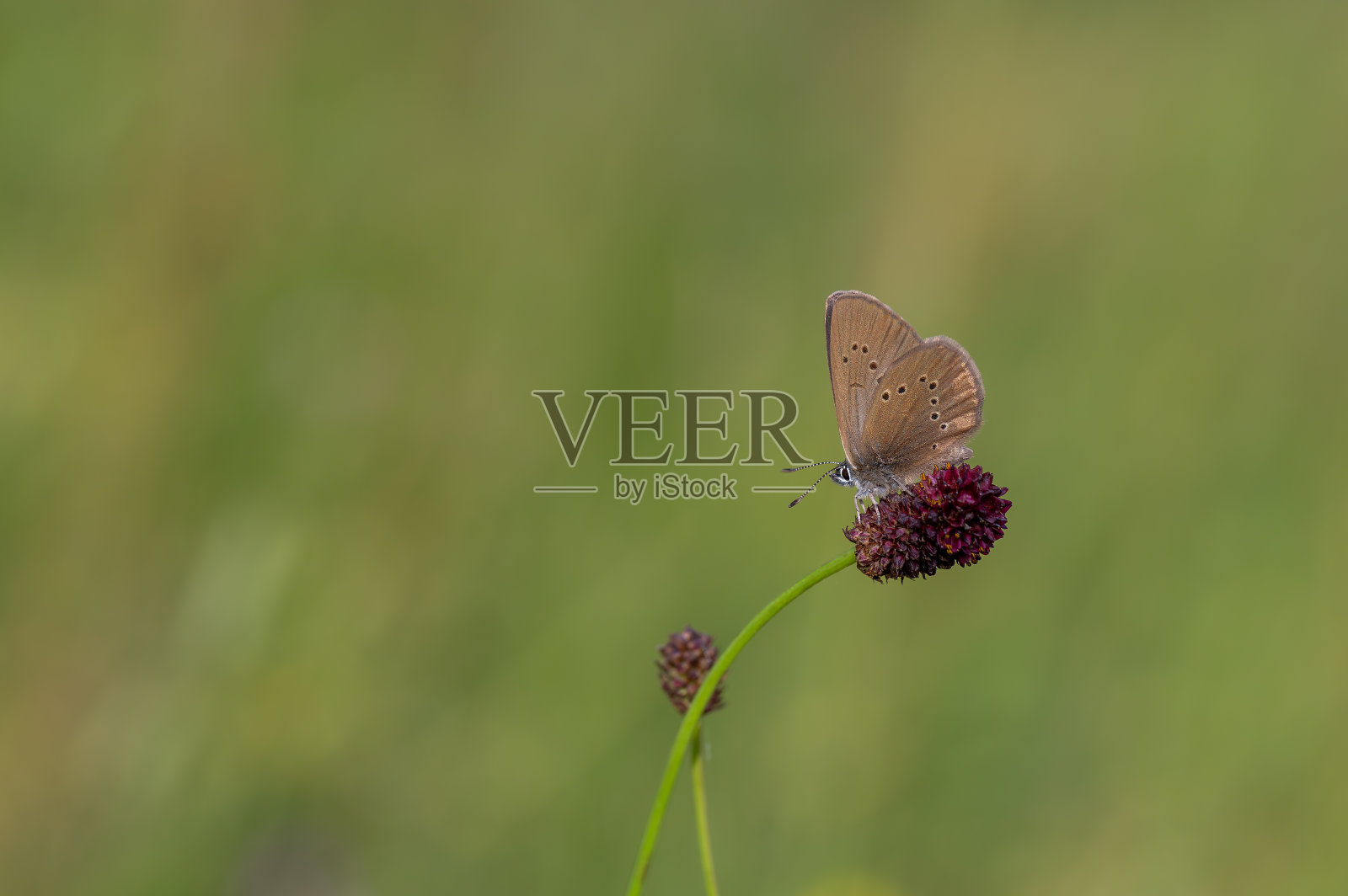 Phengaris nausithous照片摄影图片