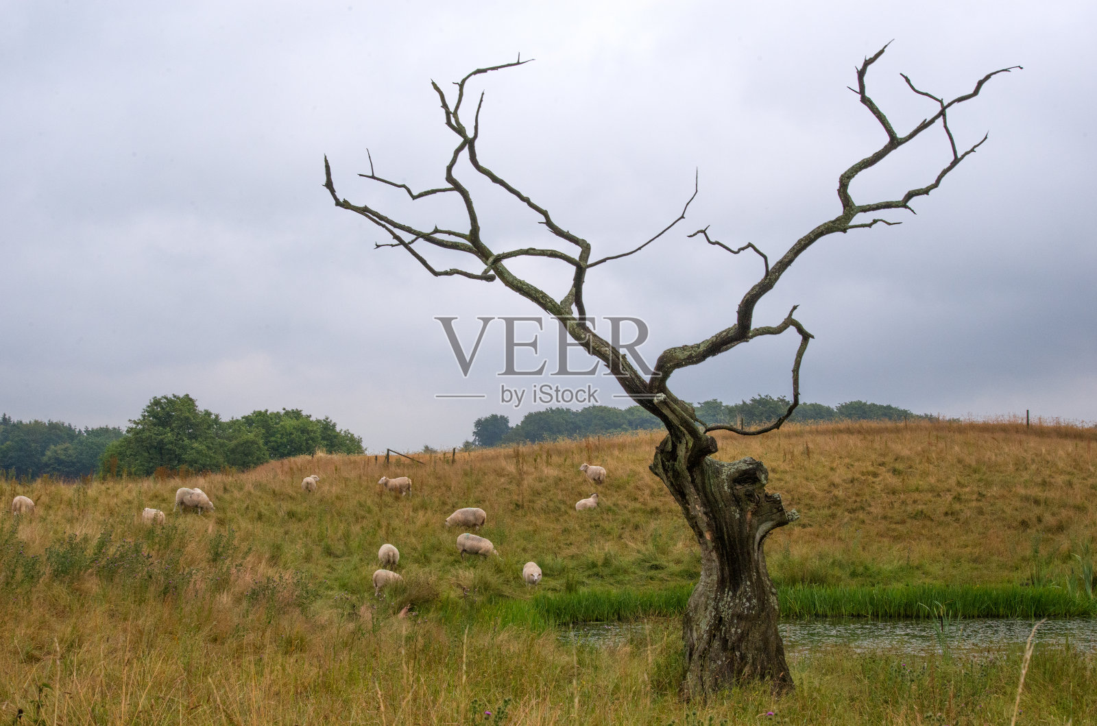 2024年7月，自然-瑞典南部，第一部分照片摄影图片