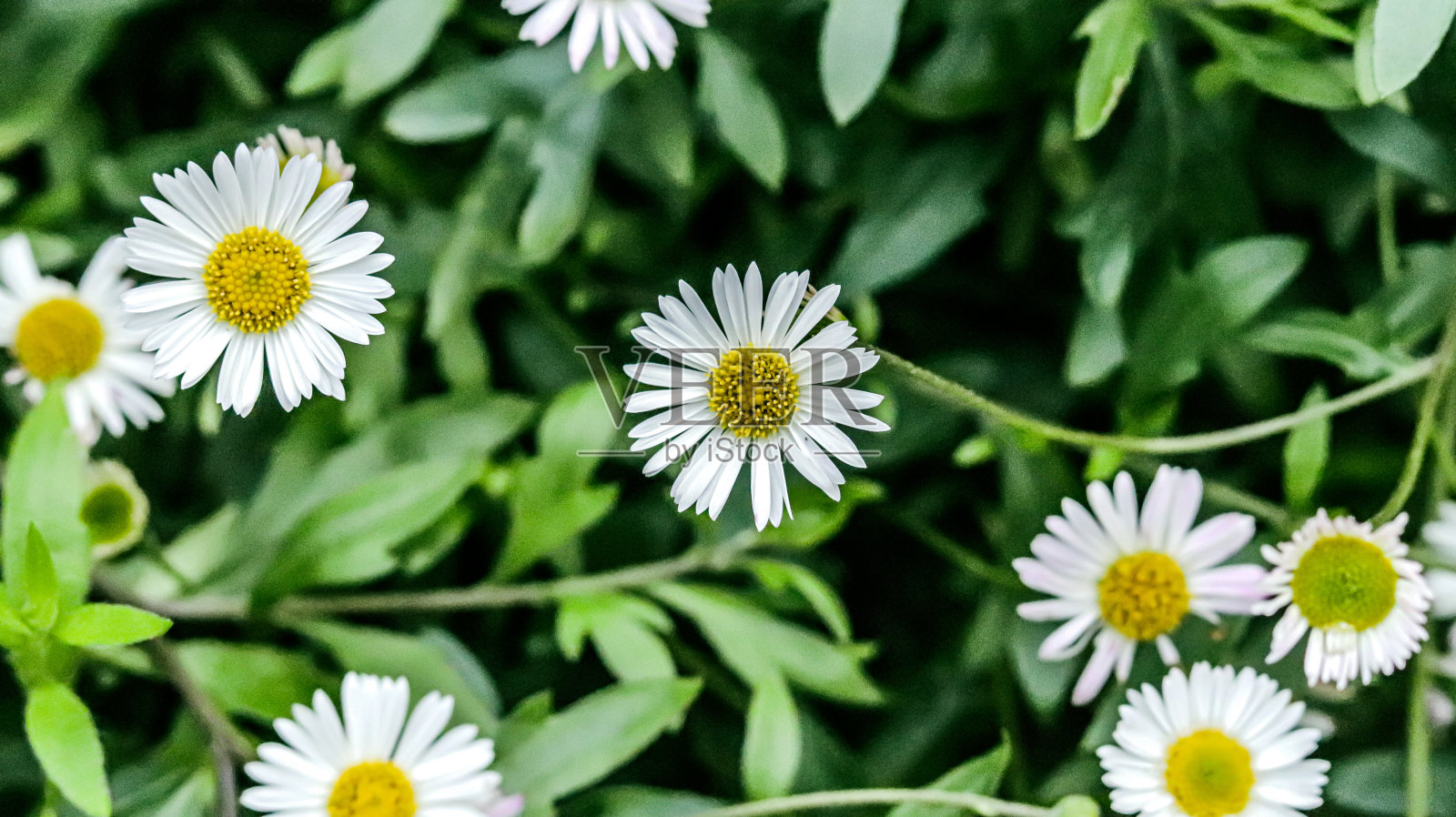 雏菊照片摄影图片