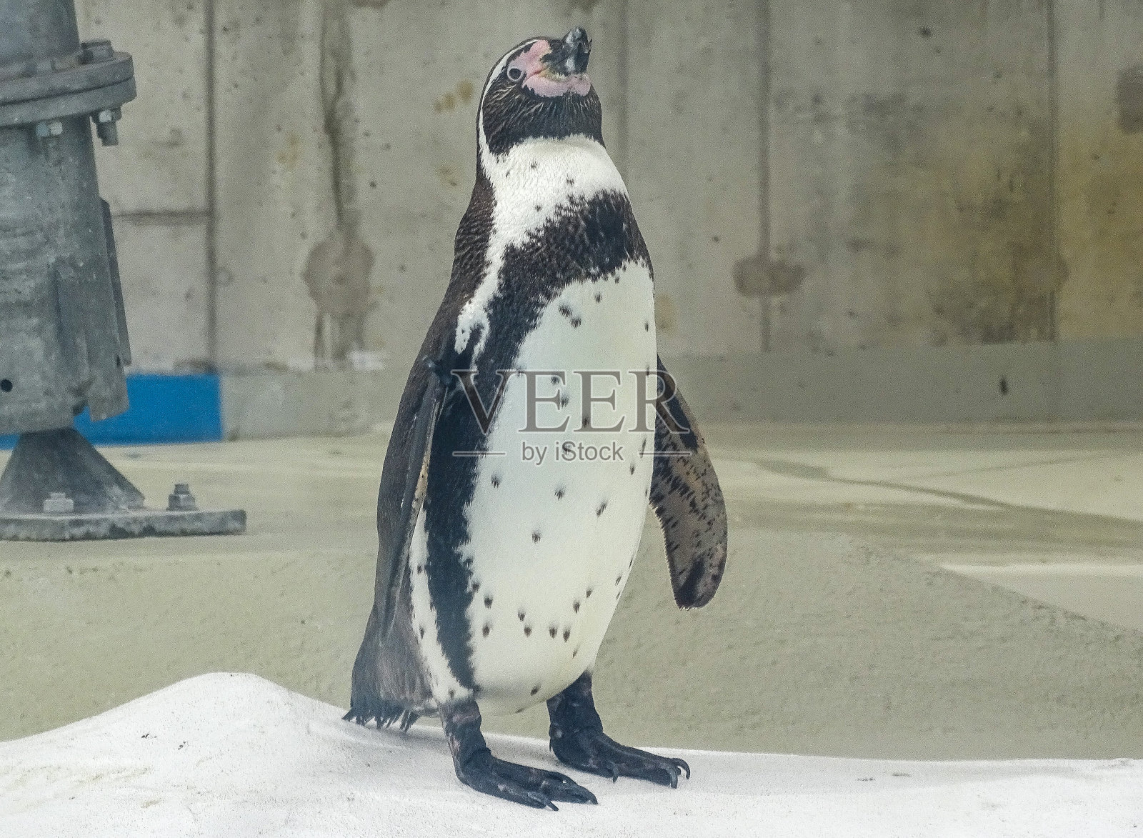 夏天动物园里的洪堡企鹅照片摄影图片