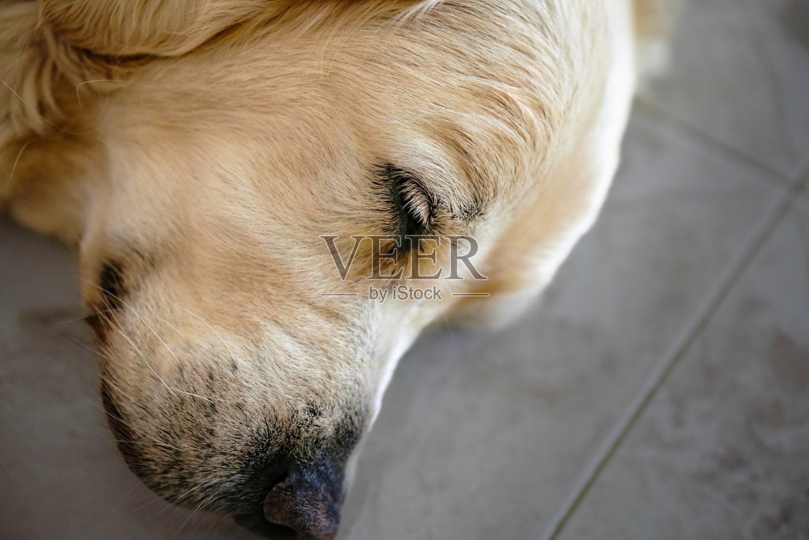 穆尔西亚，西班牙——2024年6月13日——一只金毛猎犬睡在瓷砖地板上的特写照片摄影图片