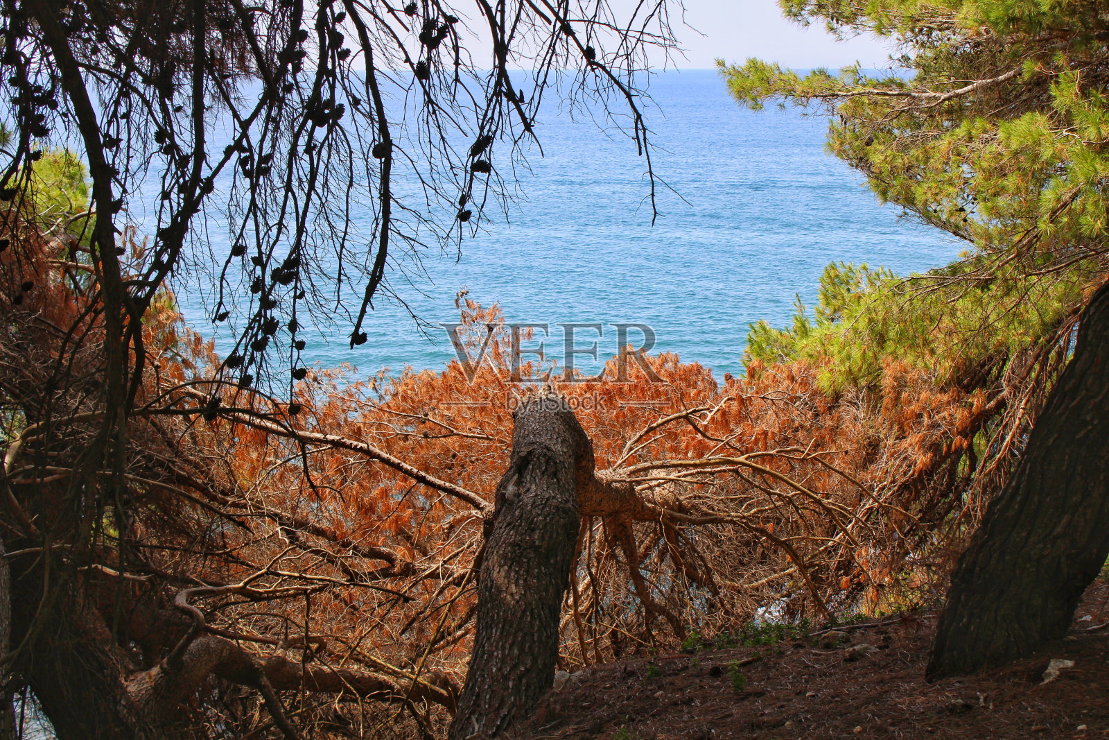 枯松照片摄影图片