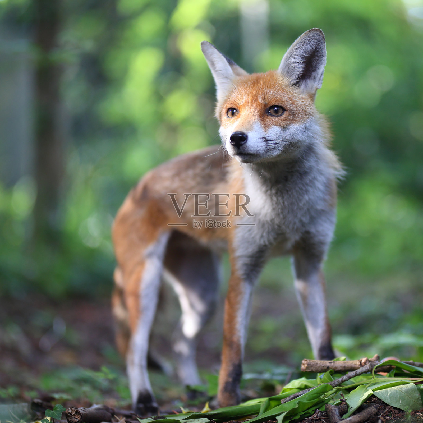 雌性赤狐(雌狐)照片摄影图片
