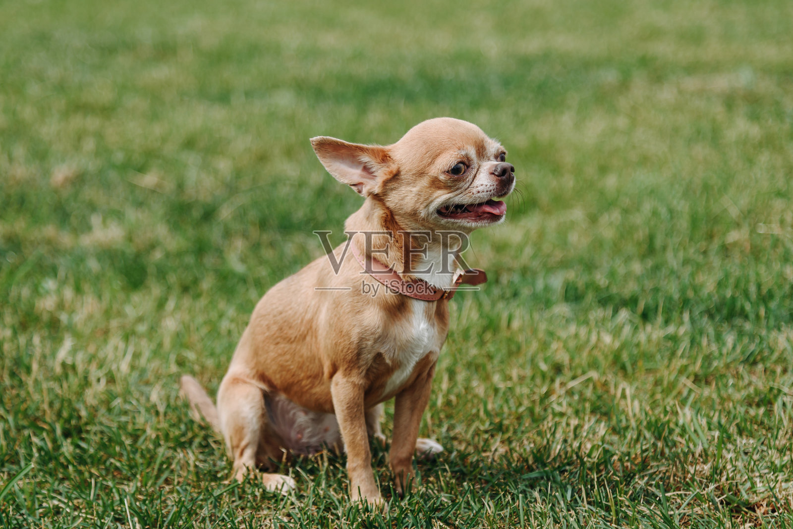棕色的狗在公园里散步照片摄影图片