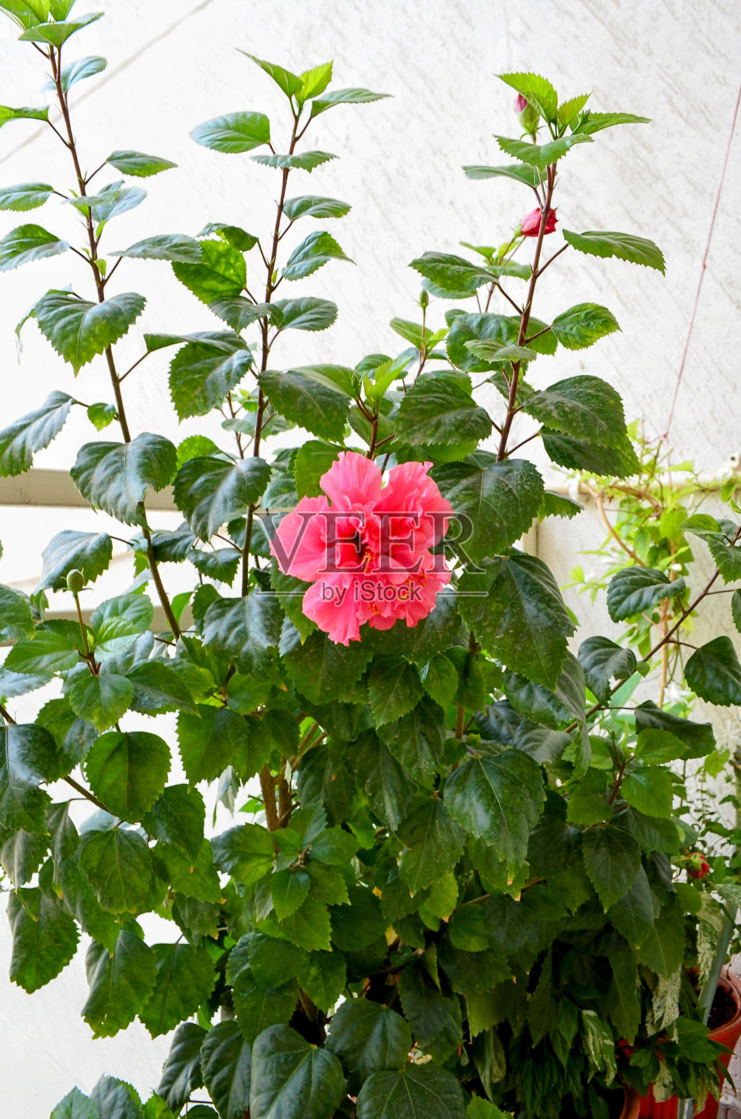 木槿是锦葵科锦葵科开花植物的一个属。原产于世界各地的暖温带、亚热带和热带地区。木本灌木或小乔木观赏植物。照片摄影图片