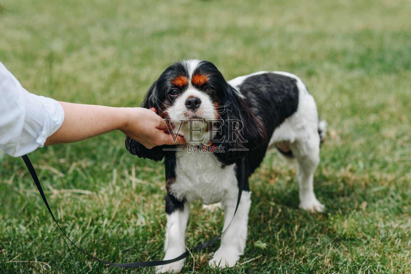 狗在公园的草地上散步照片摄影图片