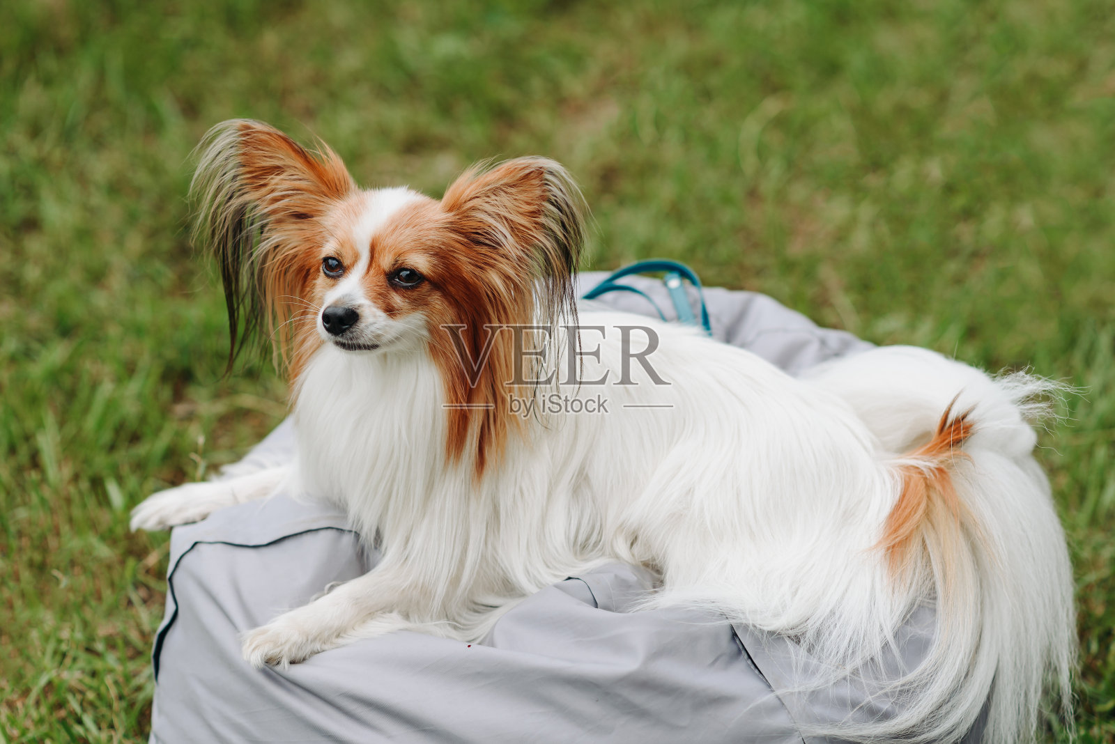 蝶耳犬躺在公园里照片摄影图片