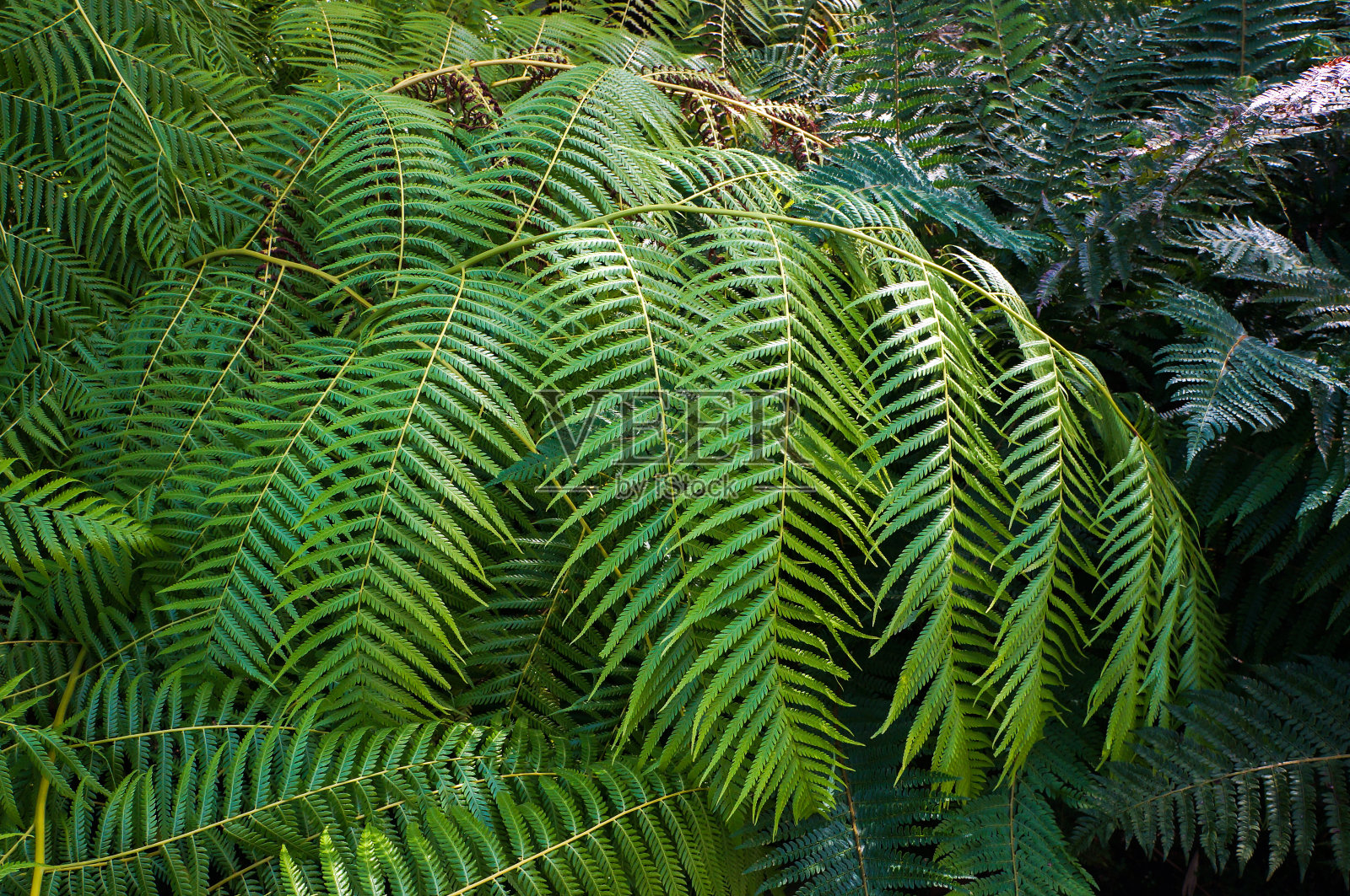 雪蕨是原产于夏威夷的雪蕨科蕨类植物。照片摄影图片