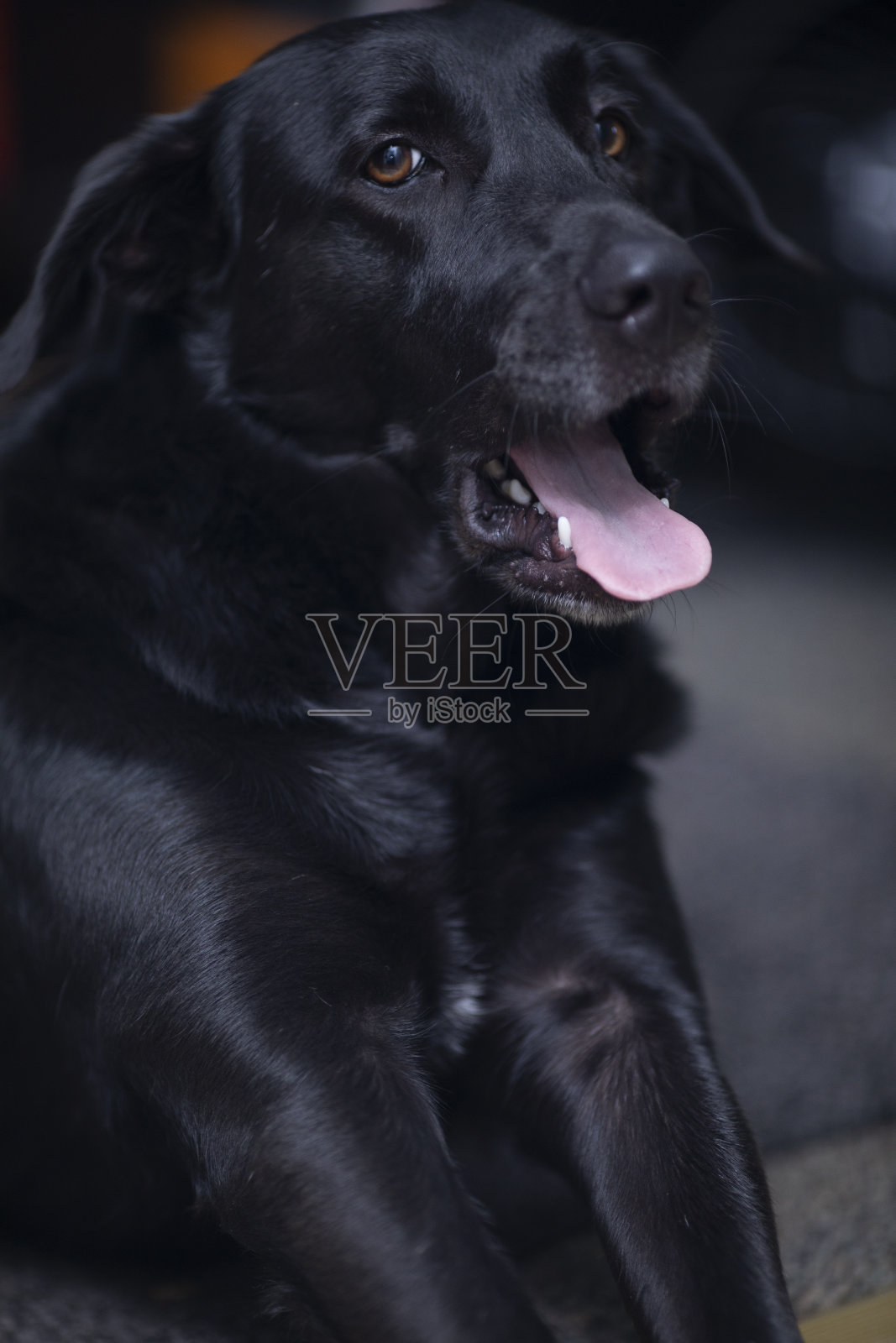 黑色的宠物狗在家里照片摄影图片