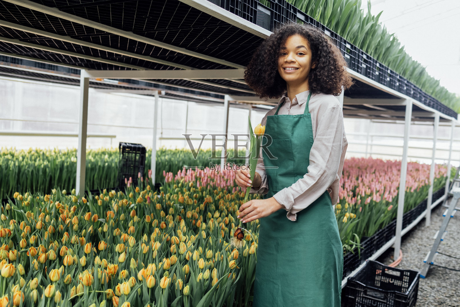 在温室的背景下，戴着绿色围裙的非洲女孩手持郁金香照片摄影图片