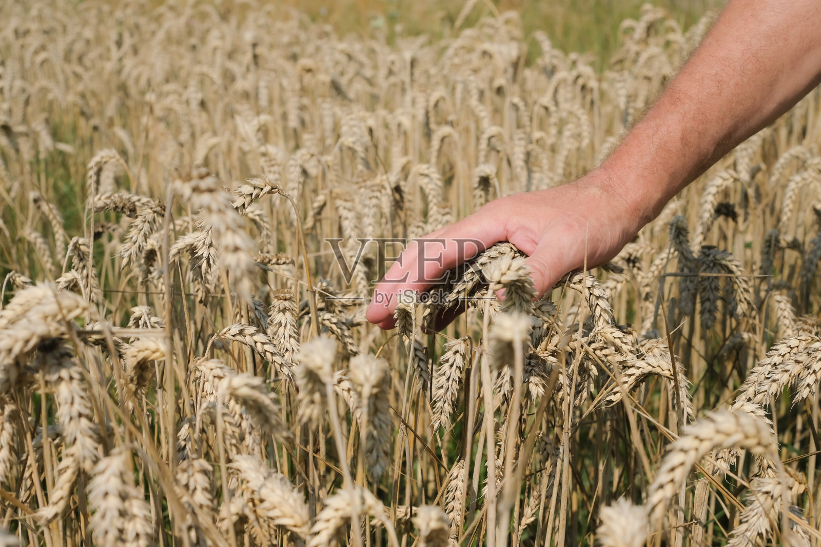 男人的手触摸成熟的小麦。一个男人把手放在小麦上。照片摄影图片