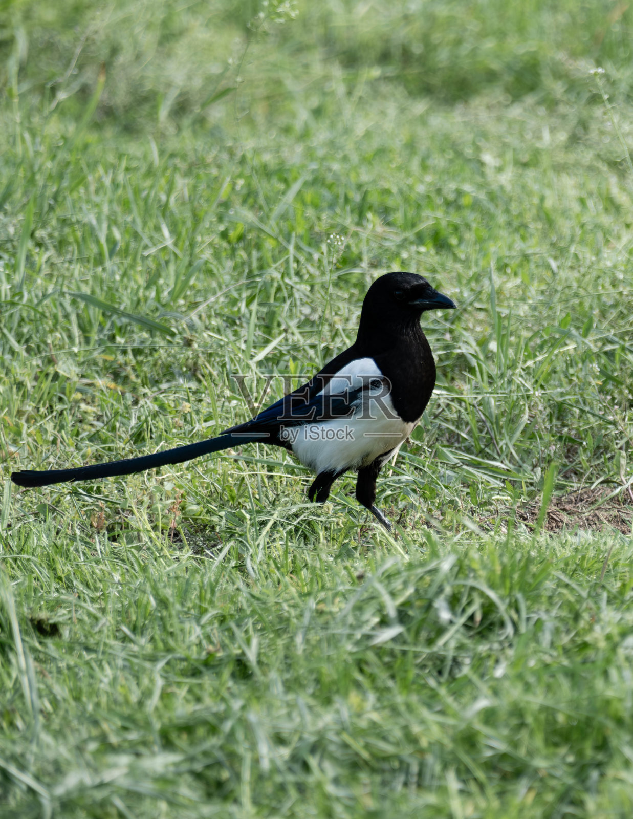 一只骄傲的喜鹊在寻找食物照片摄影图片