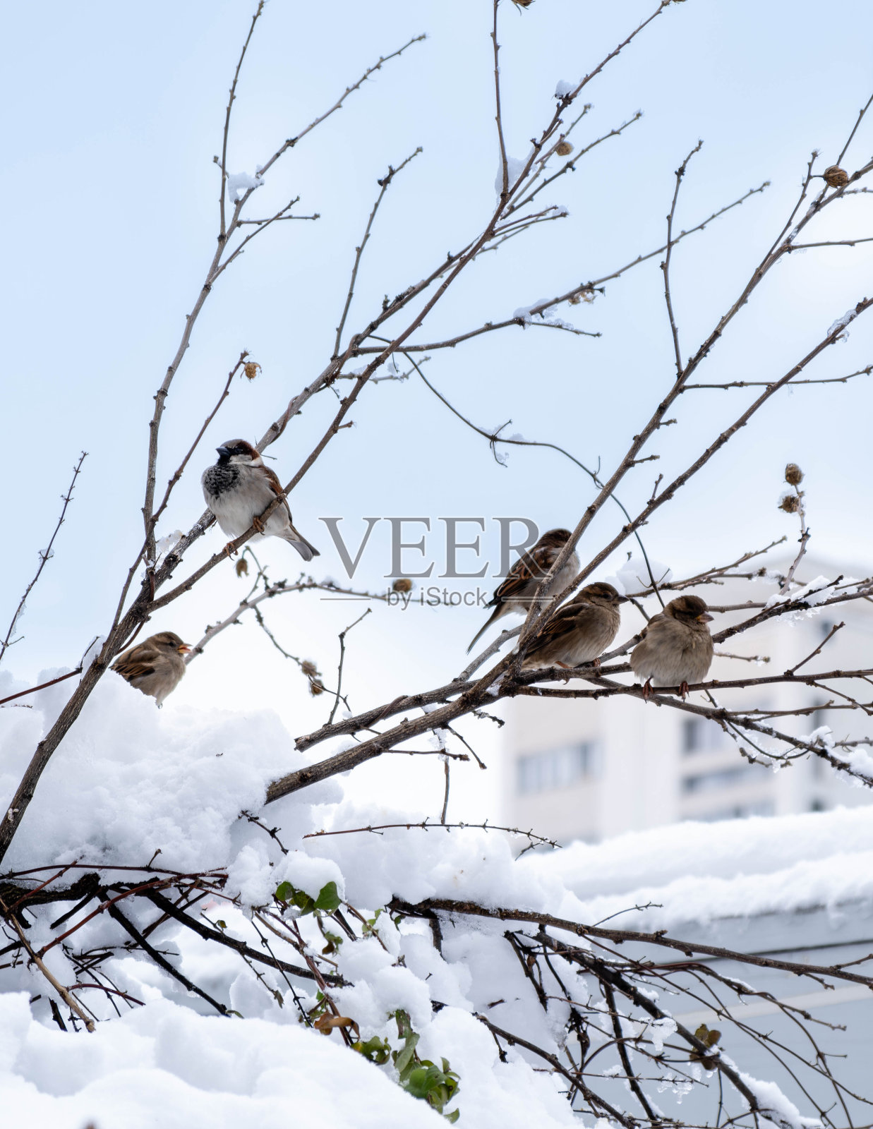 一群等待春天的麻雀照片摄影图片