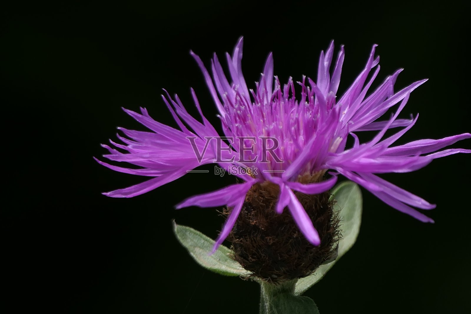 矢车菊属照片摄影图片