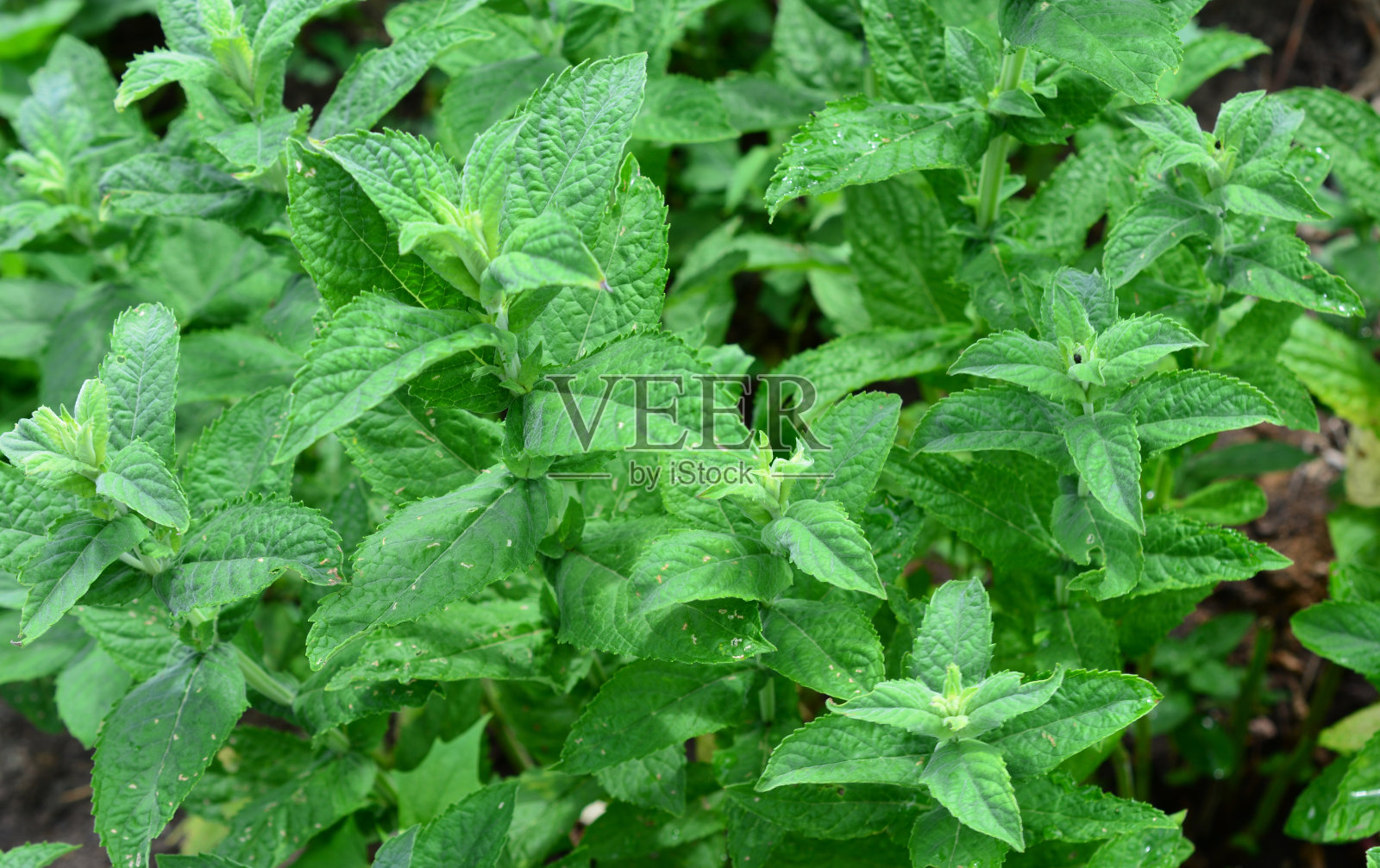 绿叶子的胡椒薄荷植物俯视图照片摄影图片
