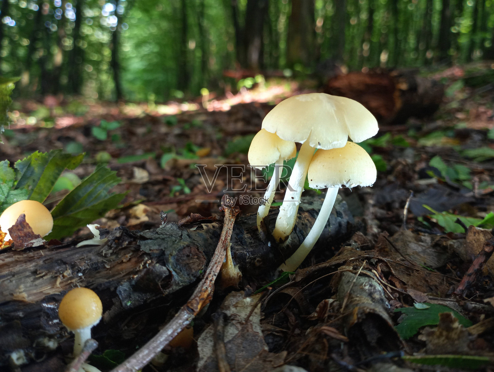在一片落叶覆盖的森林中，黑土上生长着几株美丽的、易碎的白色带黄色的毒蘑菇，背景是绿树和森林草。照片摄影图片
