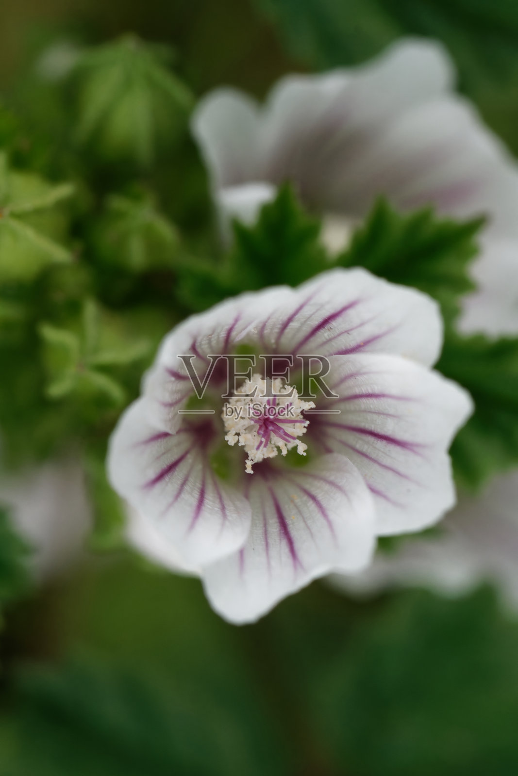 白色的花照片摄影图片