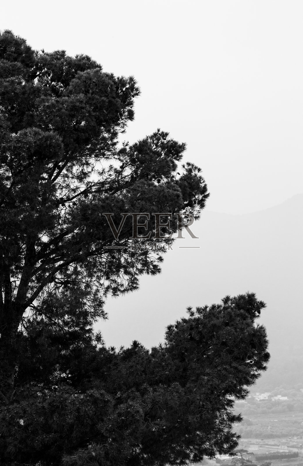 以城市为背景的杯形树照片摄影图片