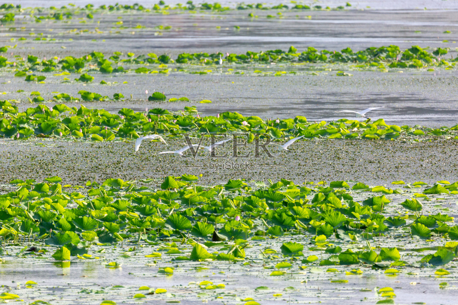 韩国昌原Junam水库的傍晚日落照片摄影图片