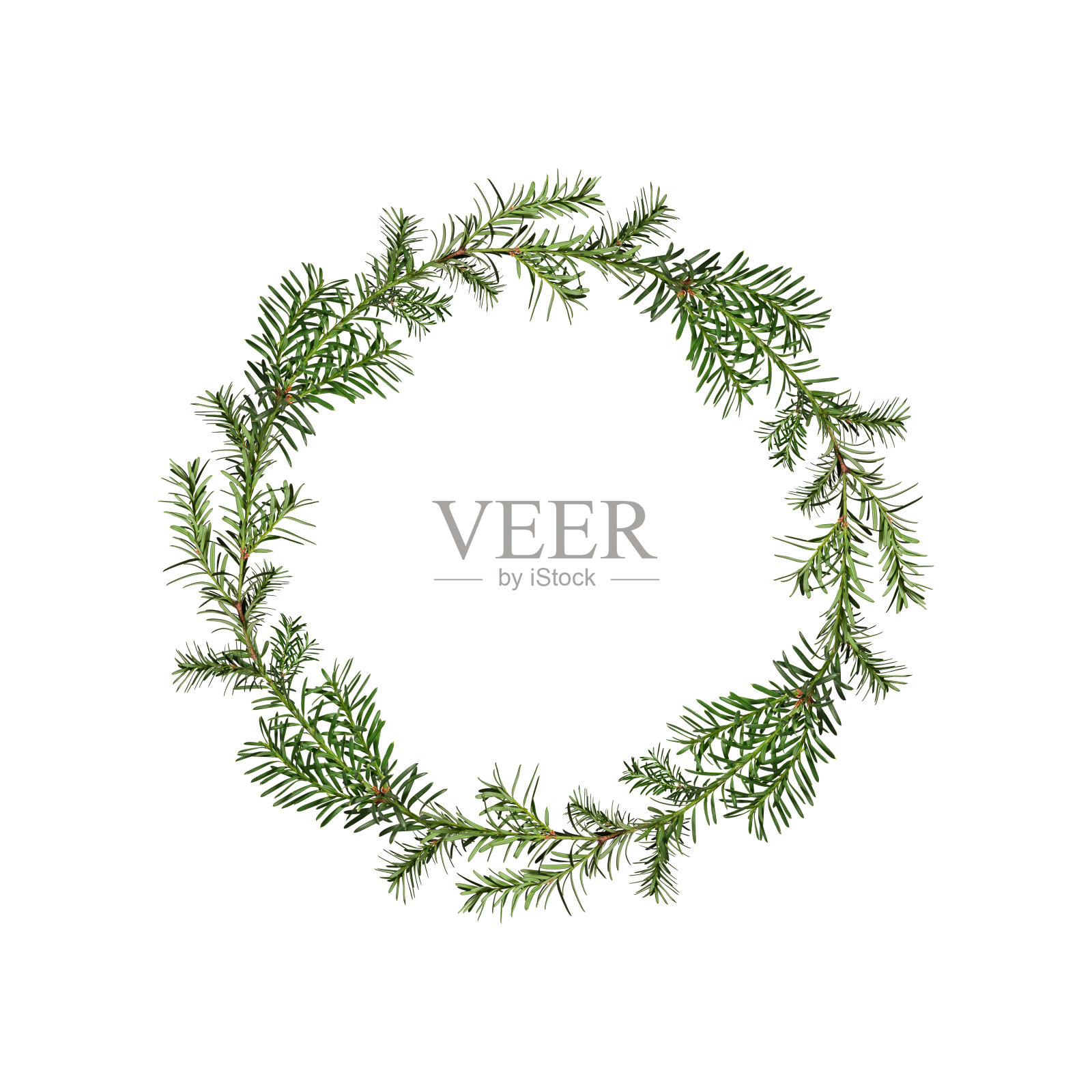 在白色背景上孤立的针叶树枝(红豆杉)的花环。照片摄影图片