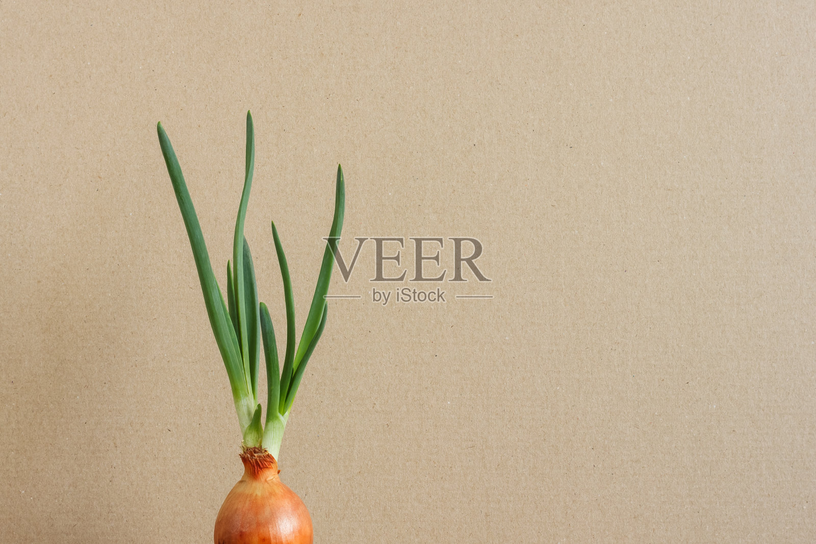 洋葱发芽。照片摄影图片