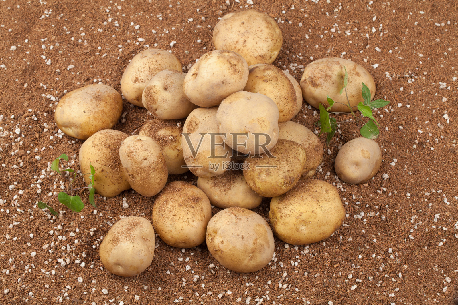 马铃薯属植物，属茄科多年生植物。照片摄影图片