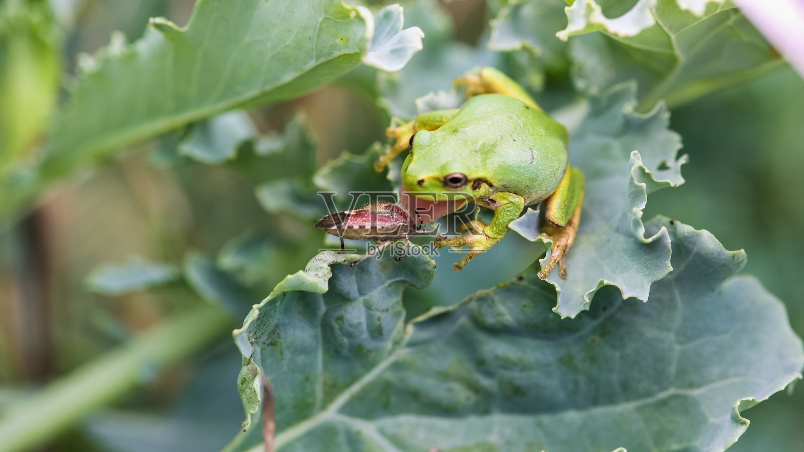 小绿青蛙在捉虫子照片摄影图片