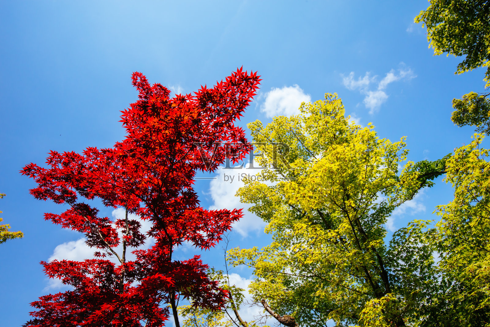 日本京都的树叶照片摄影图片